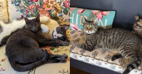 美國選出一匹馬當鎮長!上一任是只狗、再往前是貓(圖5) 美國選出一匹馬當鎮長!上一任是只狗、再往前是貓