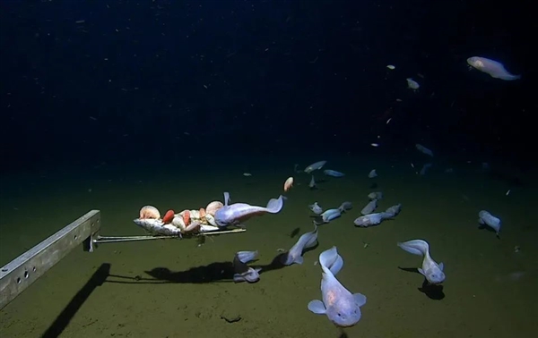 海洋最深處的魚長什么樣 它在8336米處被拍到(圖5) 海洋最深處的魚長什么樣 它在8336米處被拍到