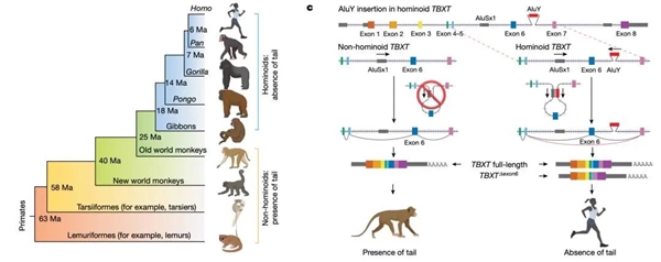 為什么99.9%的動物都有尾巴 人類卻沒有 原來是這(圖5) 為什么99.9%的動物都有尾巴 人類卻沒有
