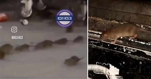 英國捉到比狗還大的老鼠 足足56厘米!為什么老鼠變異如此(圖5) 英國捉到比狗還大的老鼠 足足56厘米!為什么老鼠變異如此