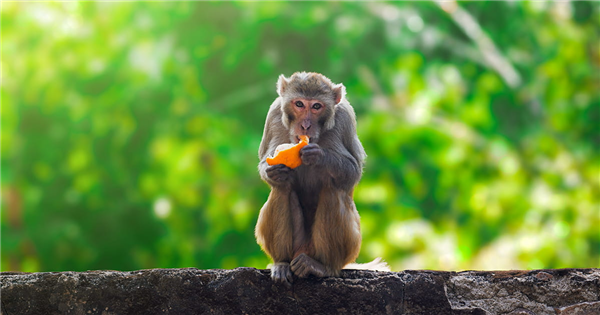 可能攜帶致命病毒！美國出逃43只實(shí)驗(yàn)猴子 仍有18只未被捉拿